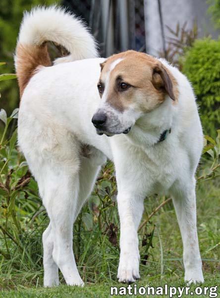 Enlarge Buster in CT - Energetic Love-Bug, a Adoptable mixed breed in Windsor Locks, CT image 3/4