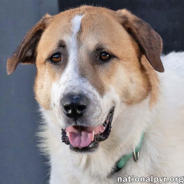 Buster in CT - Energetic Love-Bug, Adoptable, Adult Male Great Pyrenees.