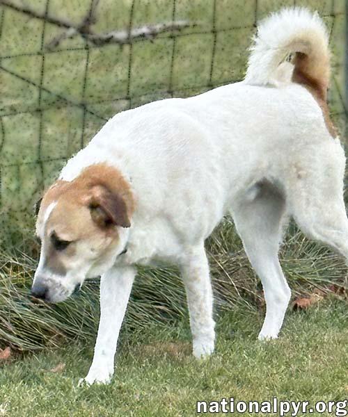 Enlarge Buster in VA - Energetic Love-Bug!, a Adoptable mixed breed in Lexington, VA image 3/4