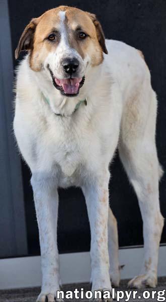 Enlarge Buster in CT - Energetic Love-Bug, a Adoptable mixed breed in Windsor Locks, CT image 2/4