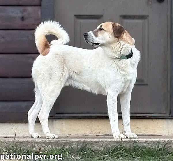 Enlarge Buster in VA - Energetic Love-Bug!, a Adoptable mixed breed in Lexington, VA image 4/4