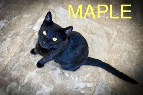 Maple (FCID# 05/29/2025 - 2 Brandywine PS)