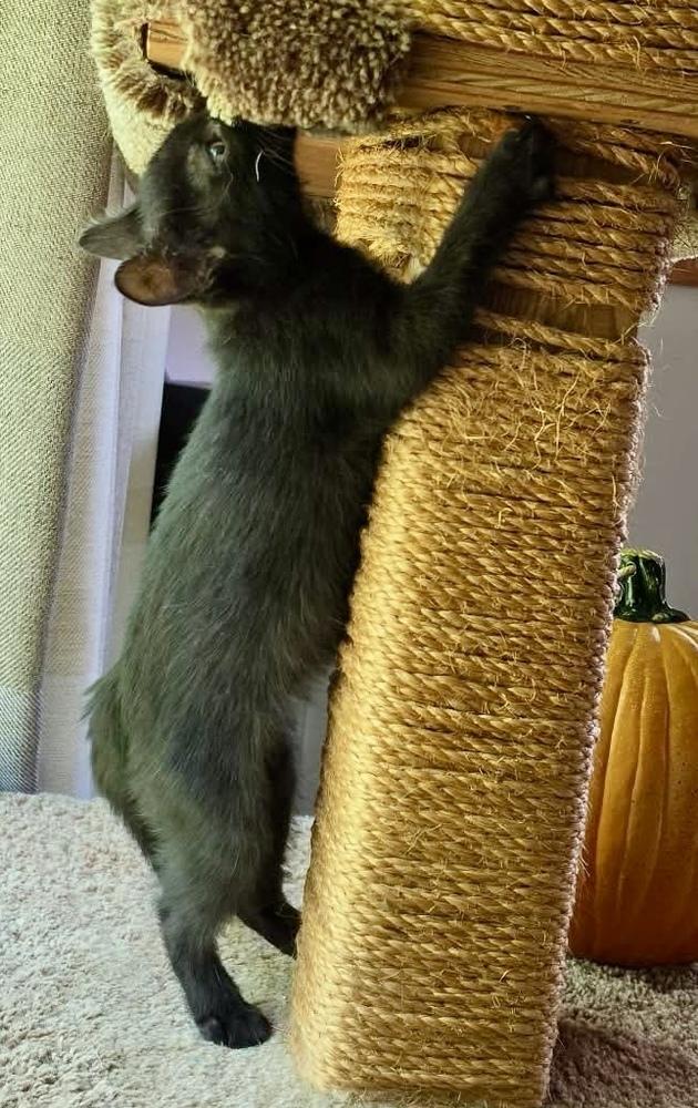 Christina (aka Christopher) (Smidgeon), Adoptable, Kitten Female Domestic Short Hair.