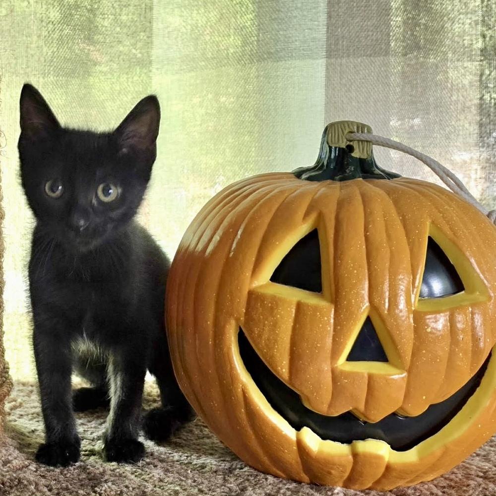 Enlarge Christina (aka Christopher) (Smidgeon), a Adoptable Domestic Short Hair in Chicago, IL image 2/6