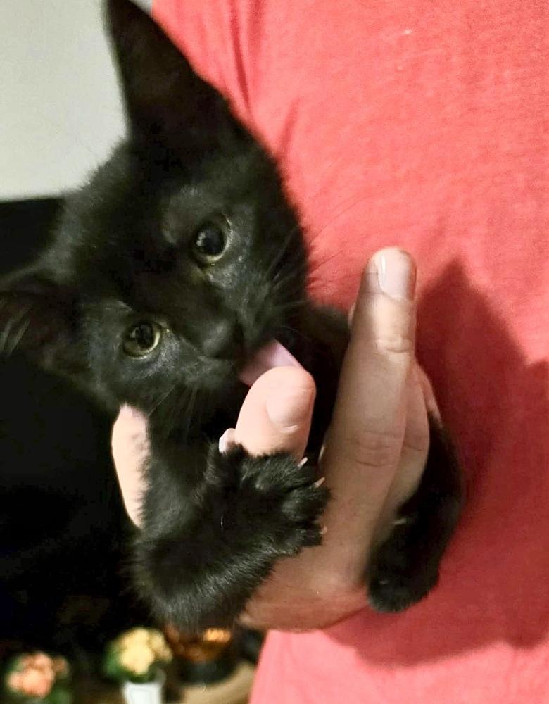 Enlarge Christina (aka Christopher) (Smidgeon), a Adoptable Domestic Short Hair in Chicago, IL image 3/6