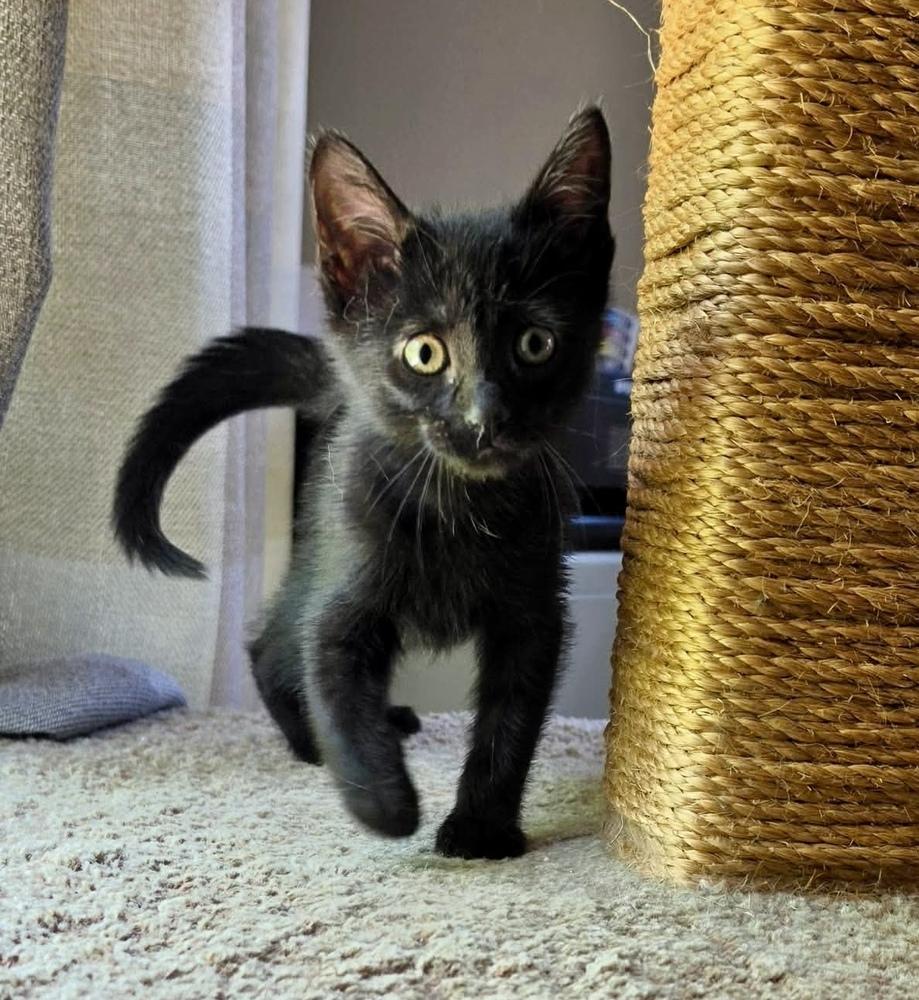 Enlarge Christina (aka Christopher) (Smidgeon), a Adoptable Domestic Short Hair in Chicago, IL image 4/6