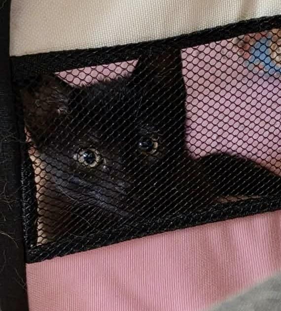 Enlarge Christina (aka Christopher) (Smidgeon), a Adoptable Domestic Short Hair in Chicago, IL image 5/6