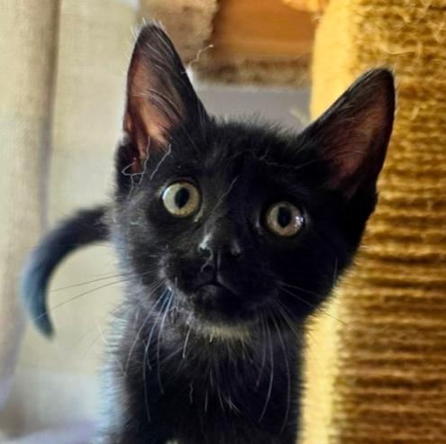 Enlarge Christina (aka Christopher) (Smidgeon), a Adoptable Domestic Short Hair in Chicago, IL image 6/6