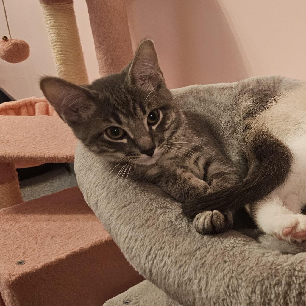 Thunder, Adoptable, Kitten Male Domestic Short Hair.
