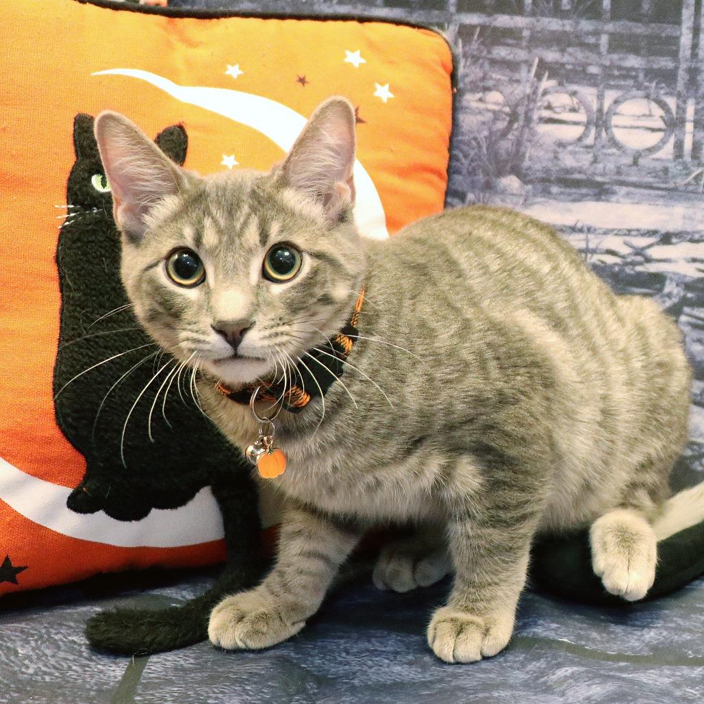 Enlarge Thunder, a Adoptable Domestic Short Hair in FAIRWAY, KS image 1/6