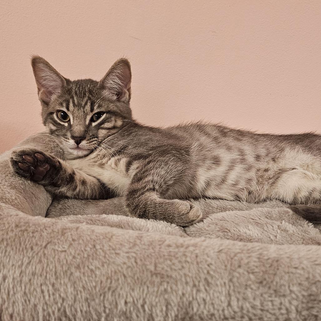 Enlarge Thunder, a Adoptable Domestic Short Hair in FAIRWAY, KS image 2/6