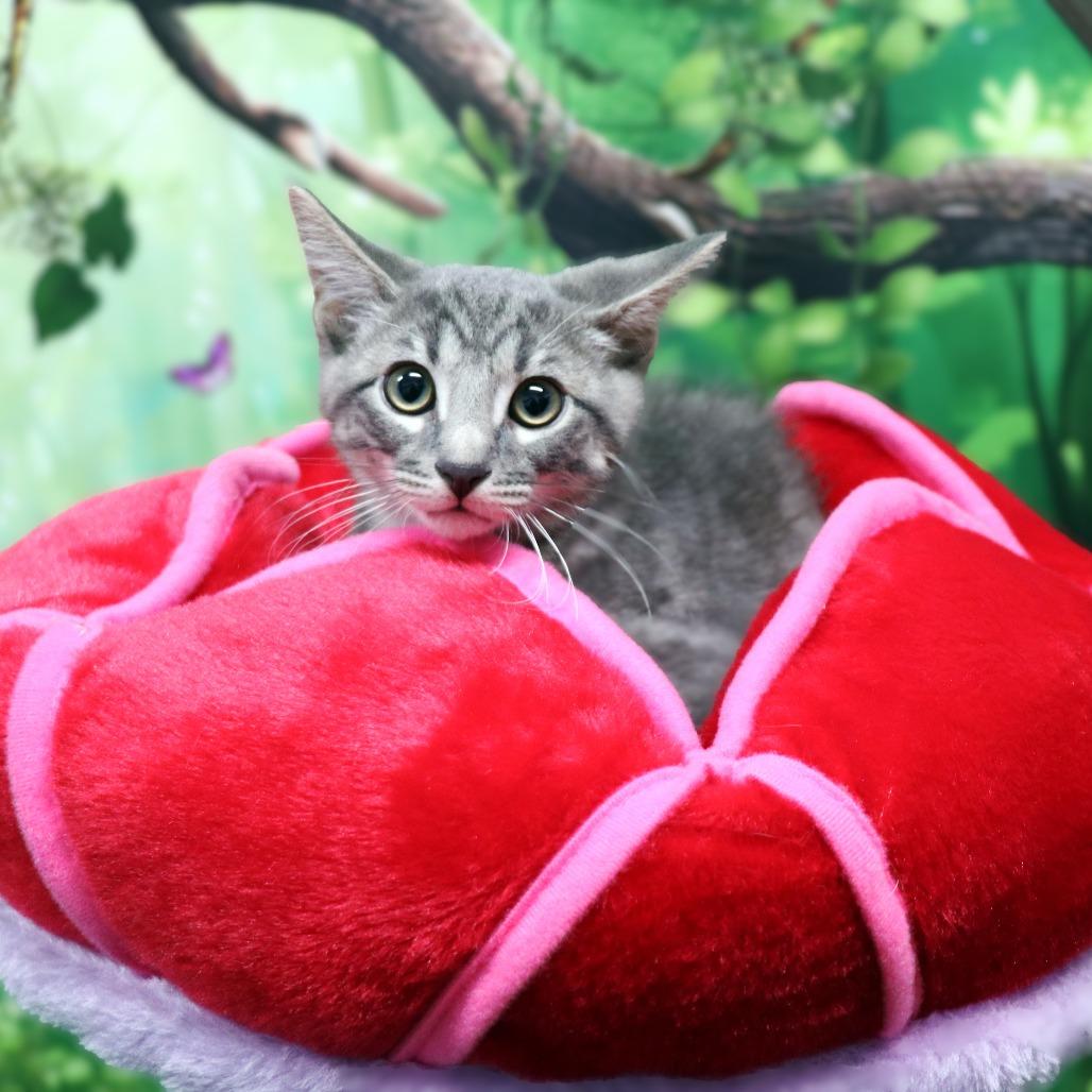 Enlarge Thunder, a Adoptable Domestic Short Hair in FAIRWAY, KS image 3/6