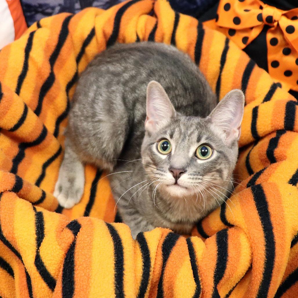 Enlarge Thunder, a Adoptable Domestic Short Hair in FAIRWAY, KS image 3/6