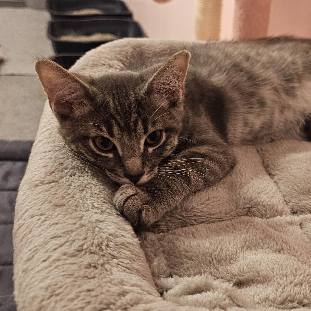 Enlarge Thunder, a Adoptable Domestic Short Hair in FAIRWAY, KS image 4/6