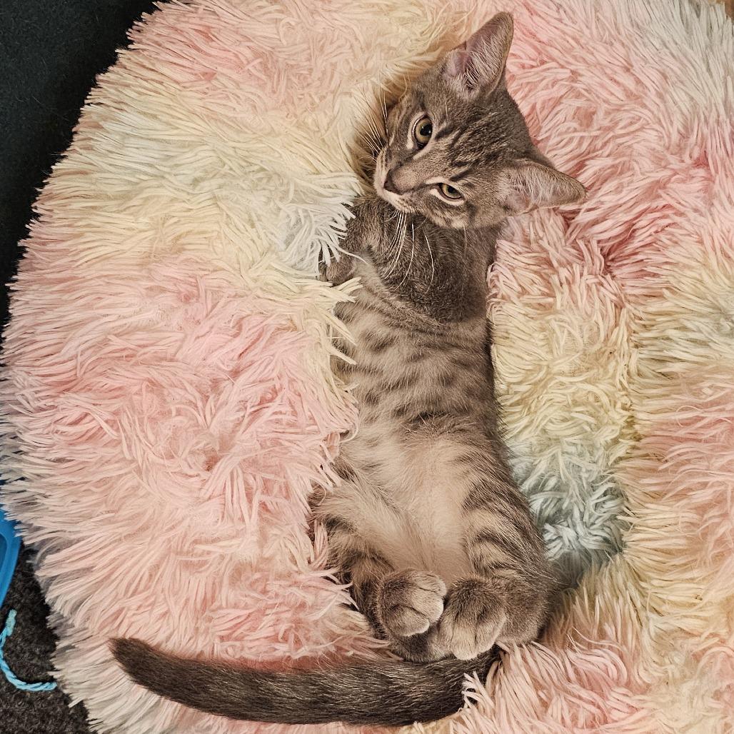 Enlarge Thunder, a Adoptable Domestic Short Hair in FAIRWAY, KS image 4/6
