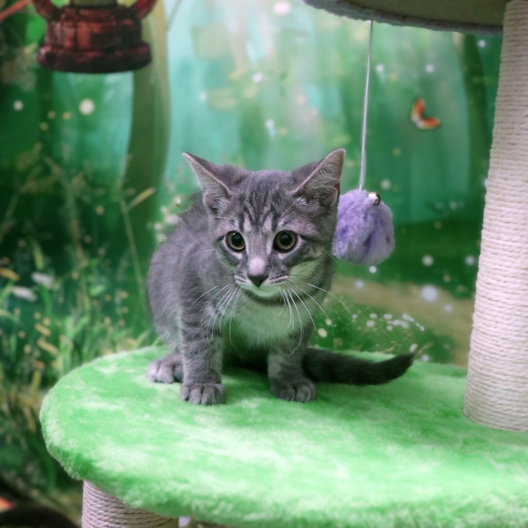 Enlarge Thunder, a Adoptable Domestic Short Hair in FAIRWAY, KS image 5/6