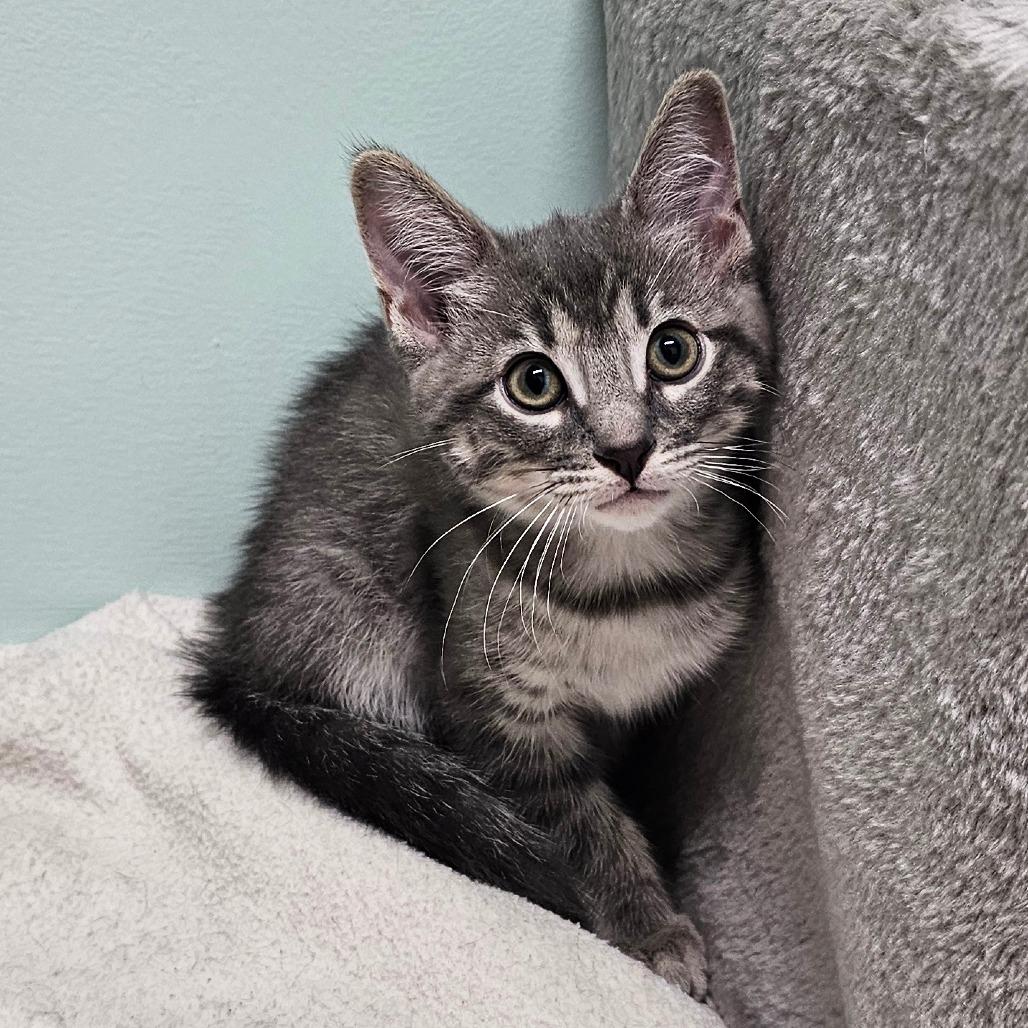 Enlarge Thunder, a Adoptable Domestic Short Hair in FAIRWAY, KS image 6/6