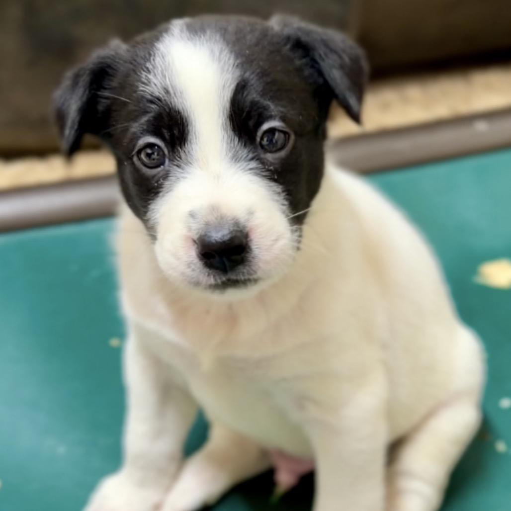 Enlarge Blaze, a Adoptable Mixed Breed in Eureka Springs, AR image 1/1