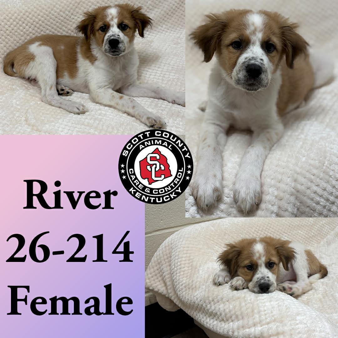 River, Adopted, Puppy Female Great Pyrenees & Border Collie.