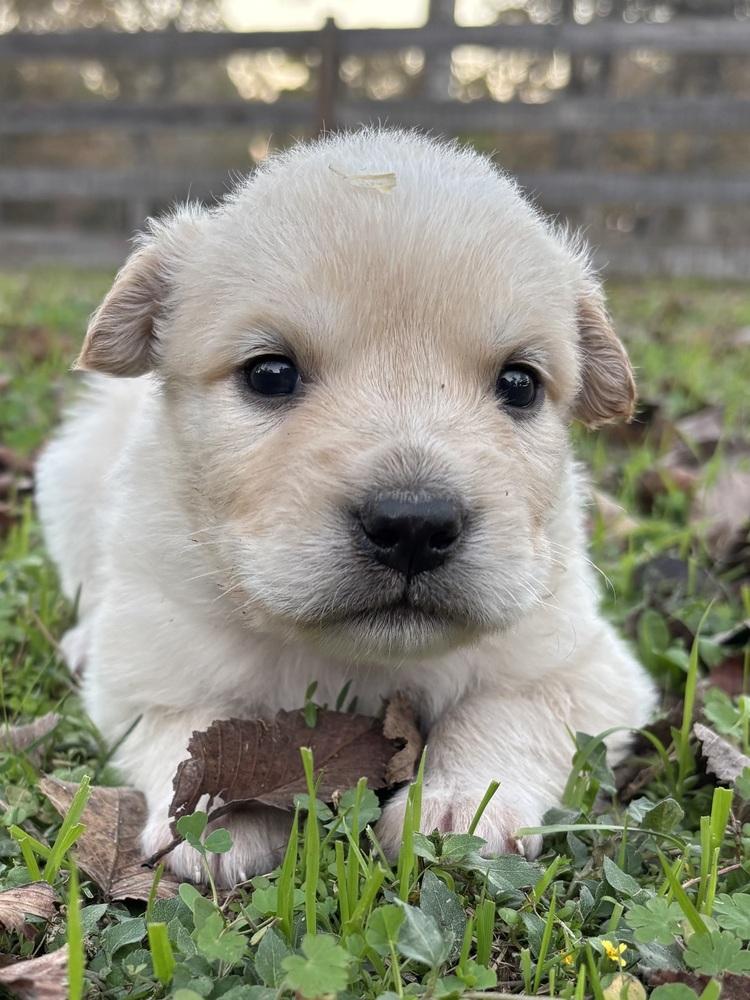 Griswald thumbnail 3