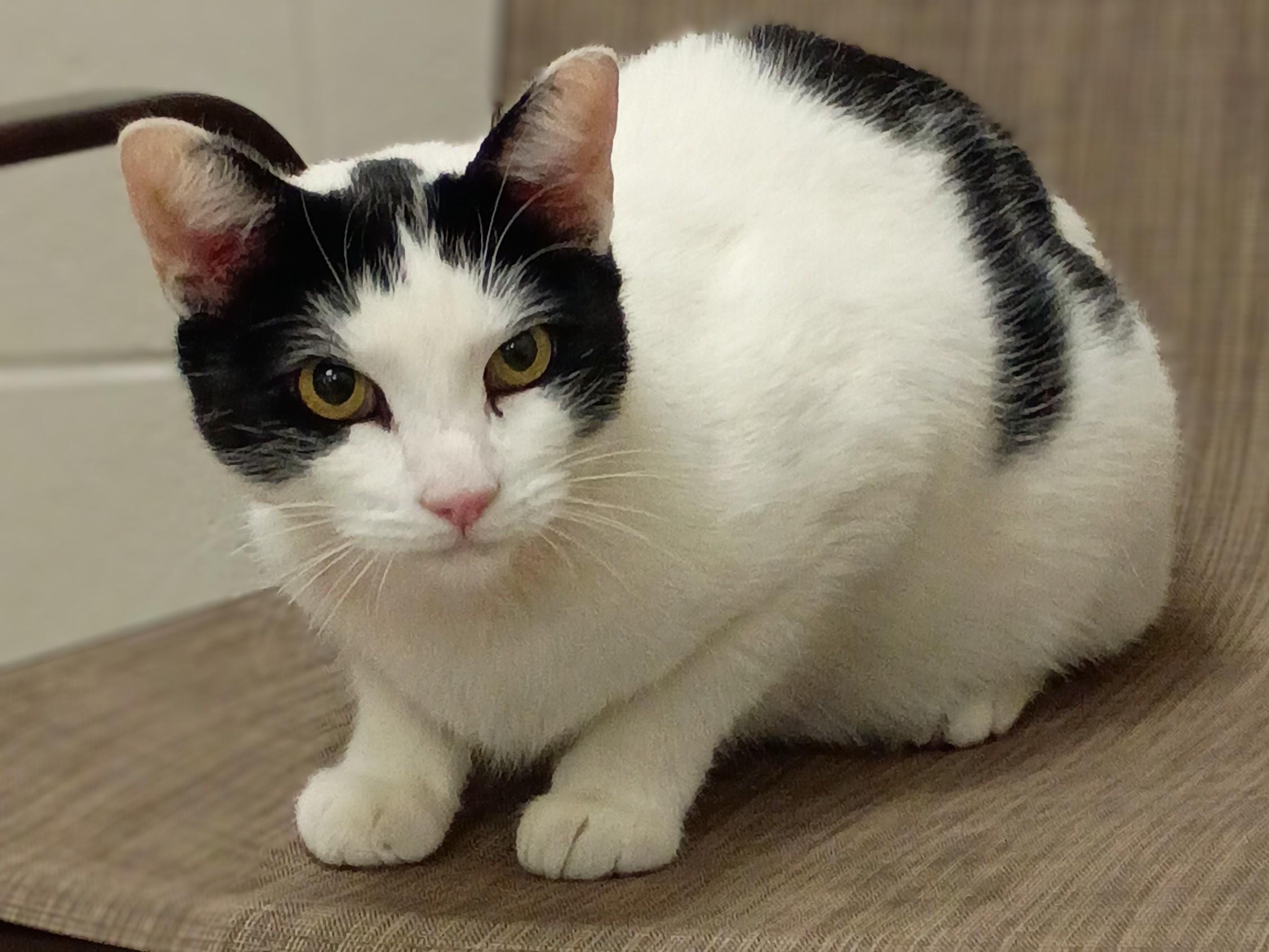 Giza, Adoptable, Adult Male Domestic Short Hair.