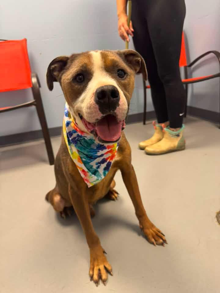 Bruiser, ADOPTABLE, Adult Male Terrier.