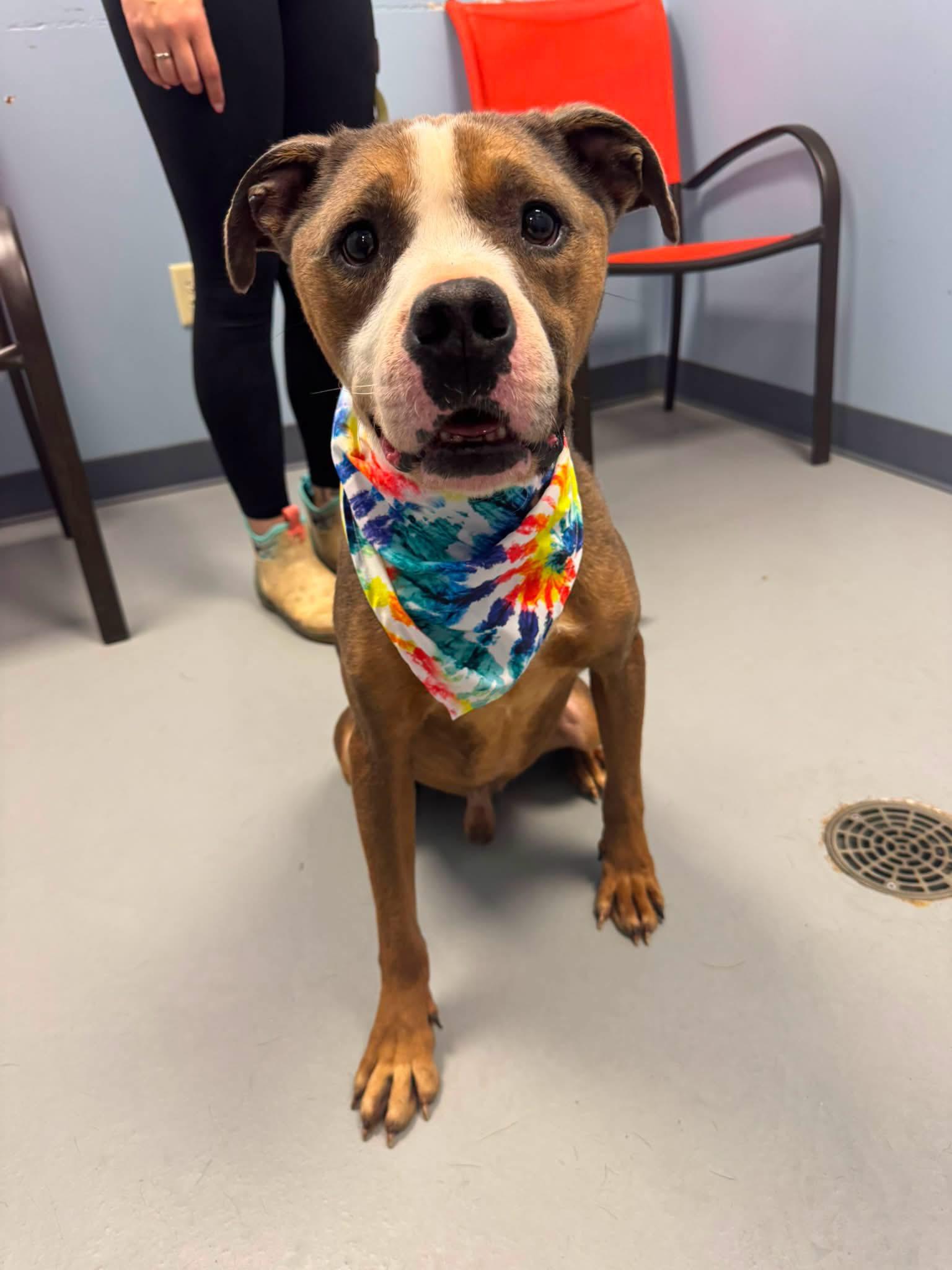 Bruiser, a ADOPTABLE Terrier in Zanesville, OH image 2/2