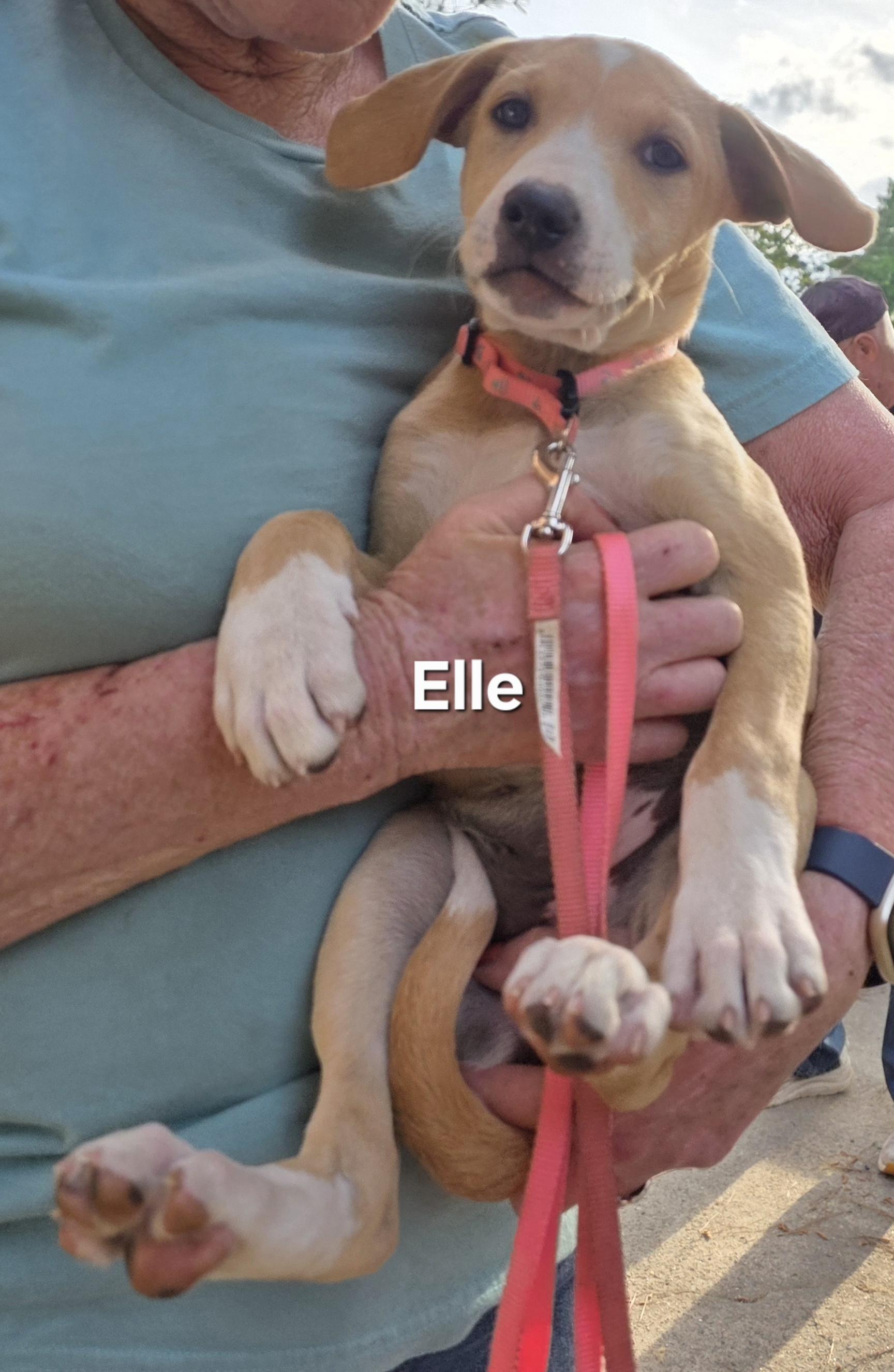Enlarge Elle, a ADOPTABLE mixed breed in Warren, RI image 6/6
