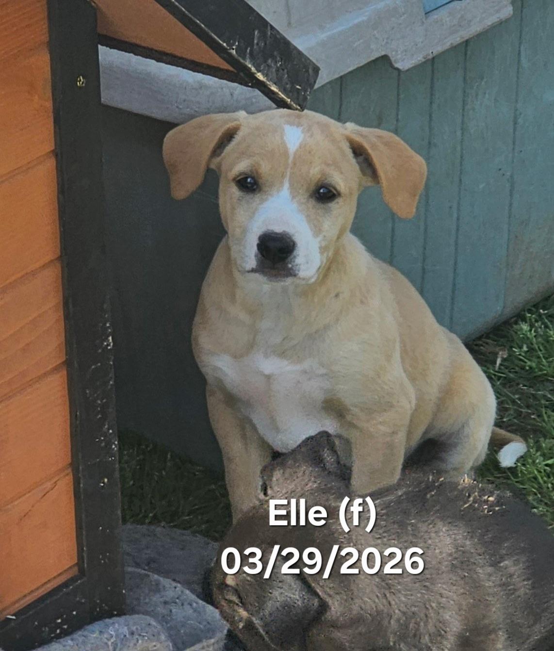 Elle, a ADOPTABLE mixed breed in Warren, RI image 1/4