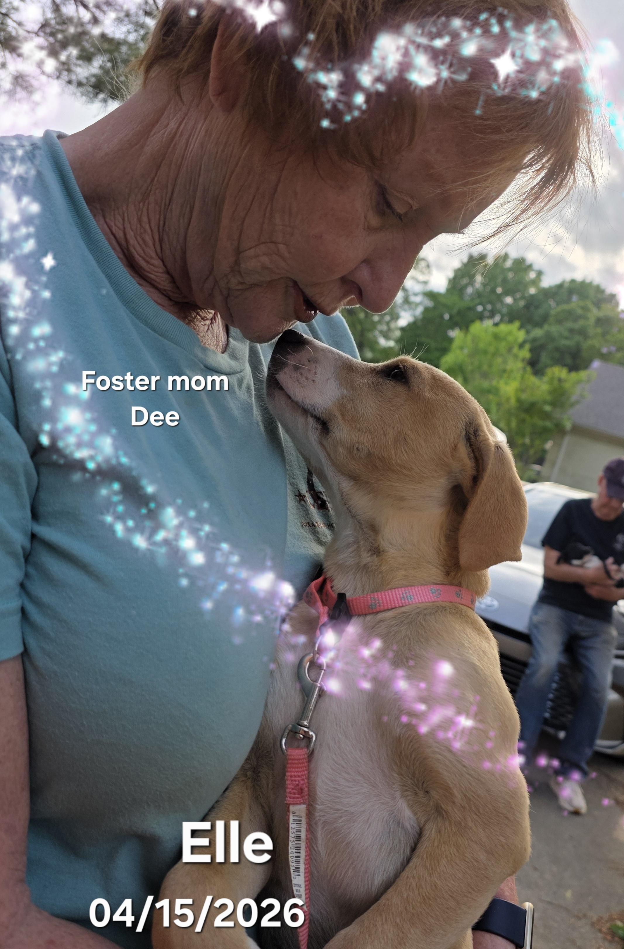 Enlarge Elle, a ADOPTABLE mixed breed in Warren, RI image 1/6