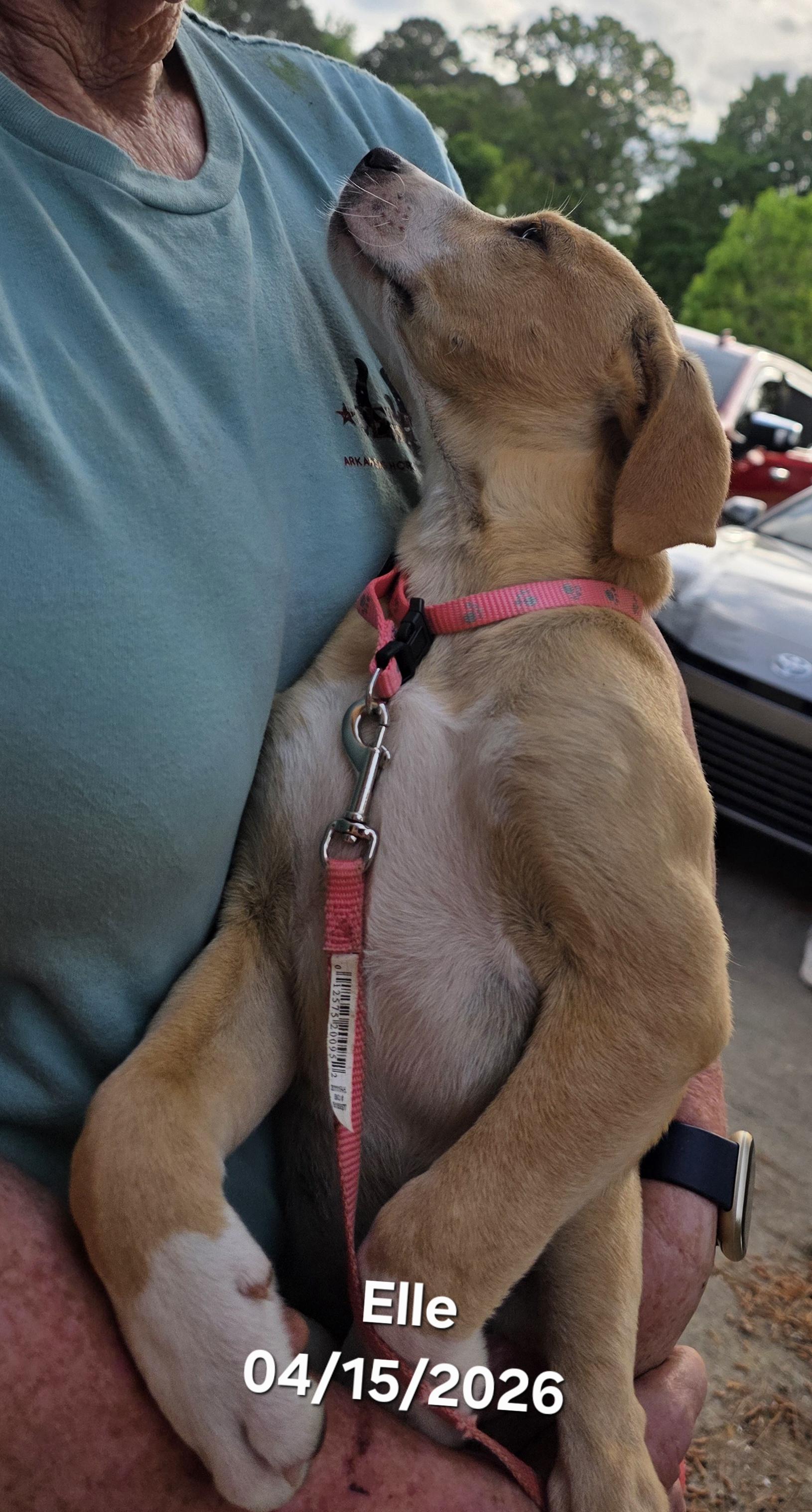 Enlarge Elle, a ADOPTABLE mixed breed in Warren, RI image 5/6