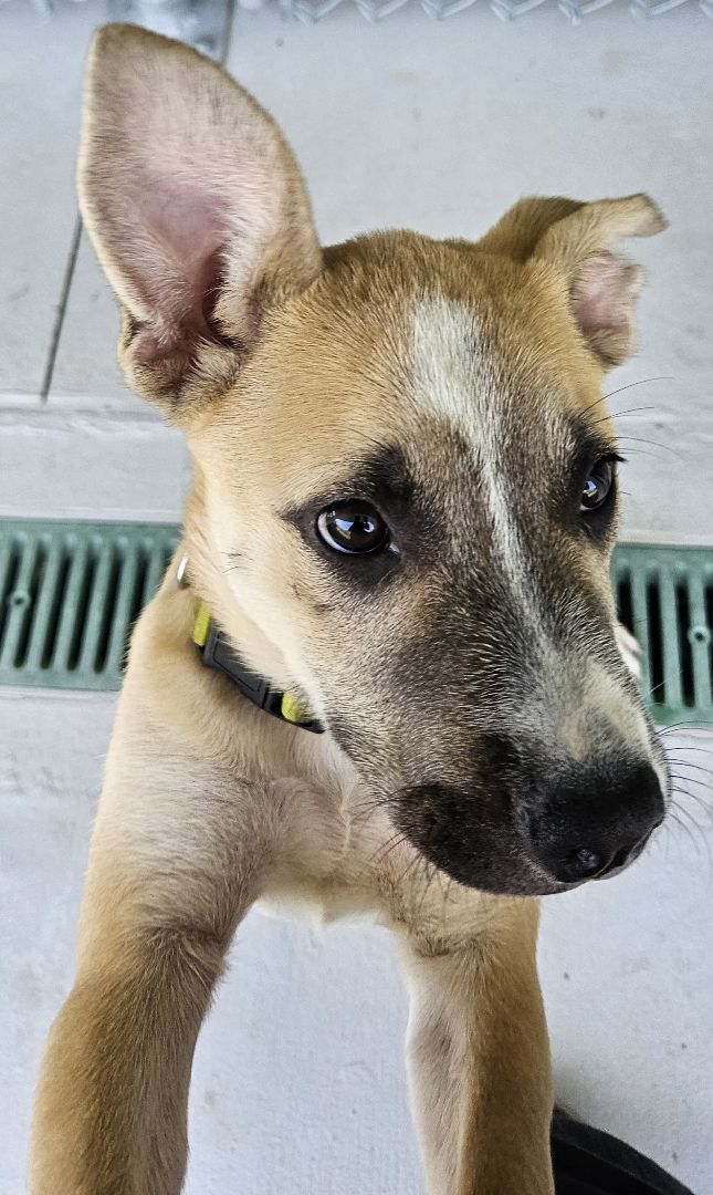 Lilly, Adopted, Puppy Female Black Mouth Cur.