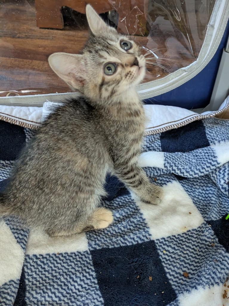 Stormy, a Adoptable Domestic Short Hair in San Antonio, TX image 3/6