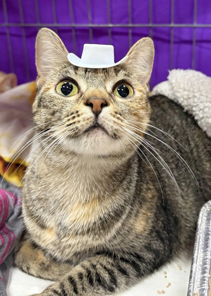 Enlarge Stormy, a Adoptable Domestic Short Hair in San Antonio, TX image 2/6