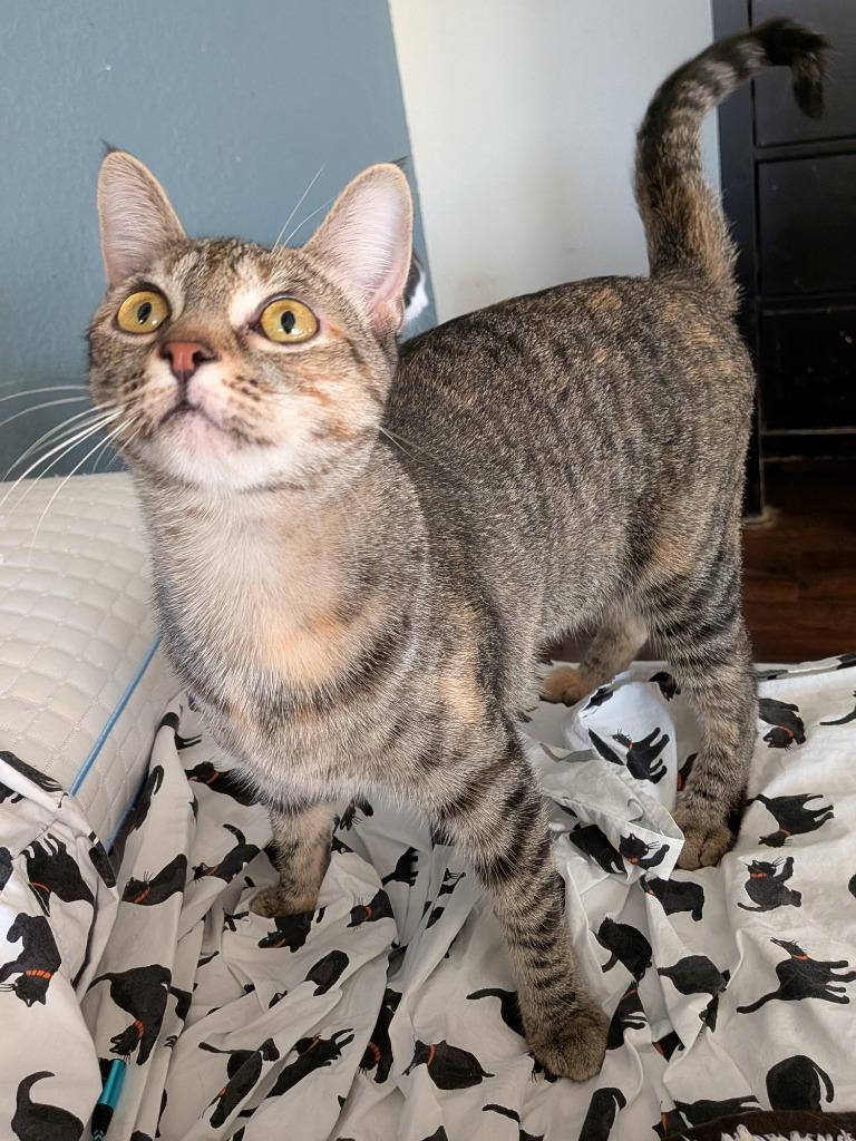 Stormy, a Adoptable Domestic Short Hair in San Antonio, TX image 3/6