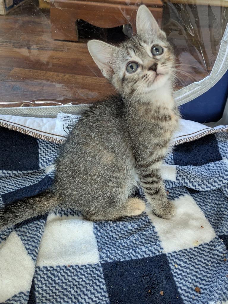 Enlarge Stormy, a Adoptable Domestic Short Hair in San Antonio, TX image 4/6