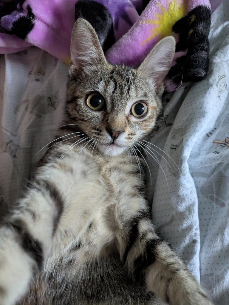 Enlarge Stormy, a Adoptable Domestic Short Hair in San Antonio, TX image 5/6