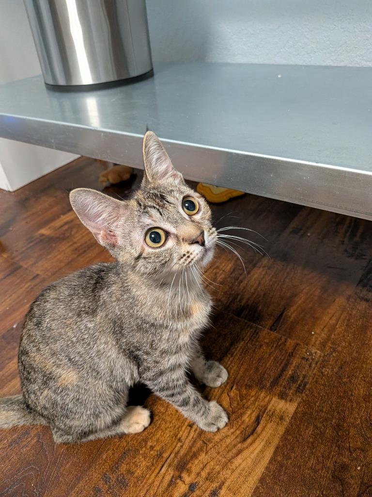 Enlarge Stormy, a Adoptable Domestic Short Hair in San Antonio, TX image 6/6