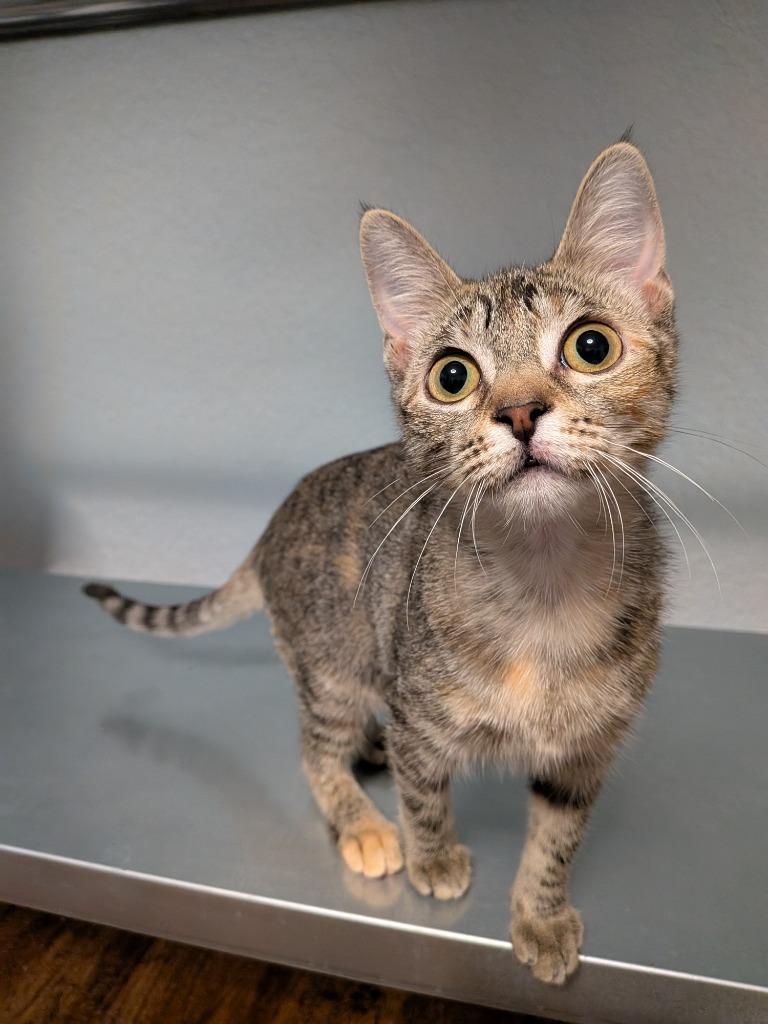 Stormy, a Adoptable Domestic Short Hair in San Antonio, TX image 6/6