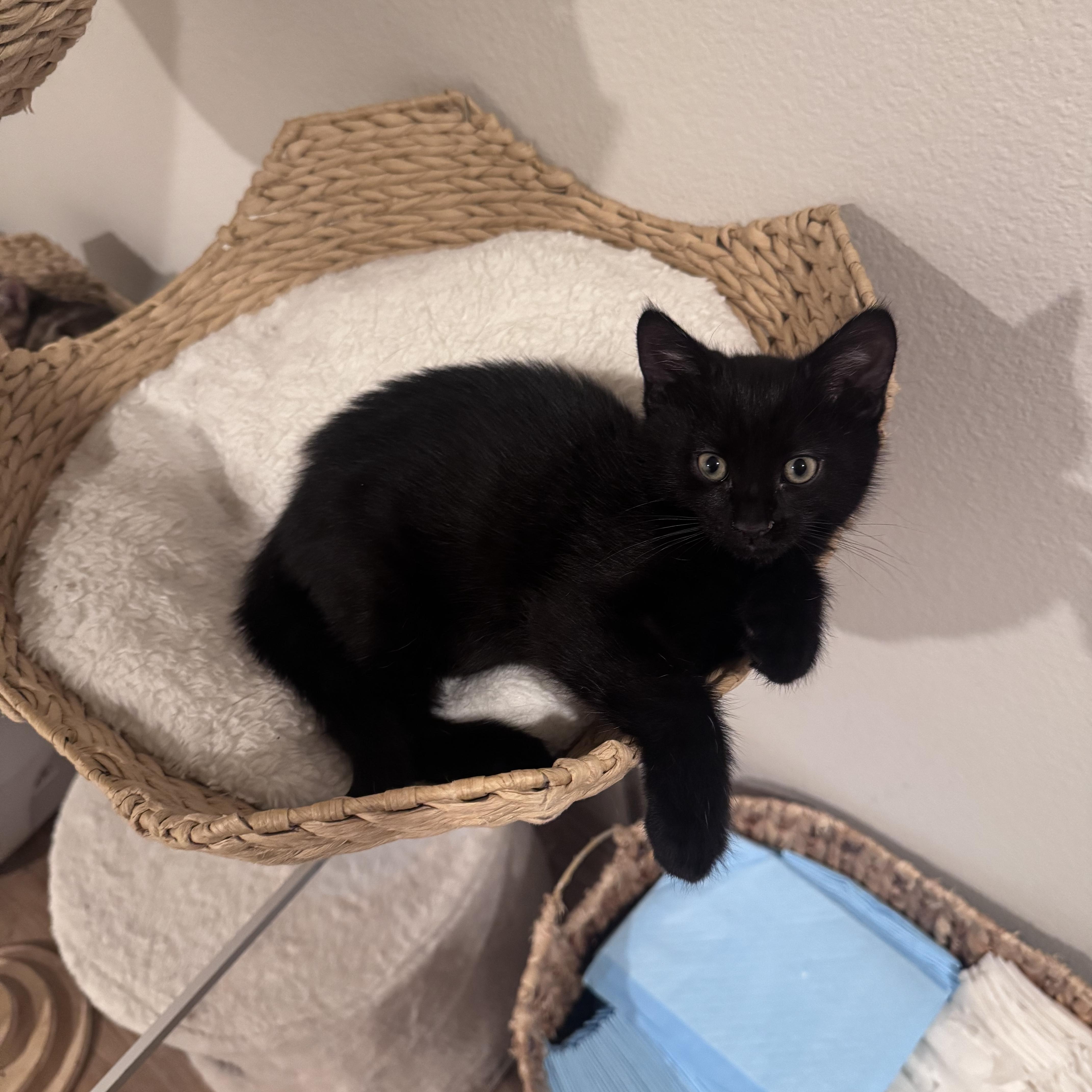 Enlarge Charles, a ADOPTABLE Bombay in San Diego, CA image 2/3