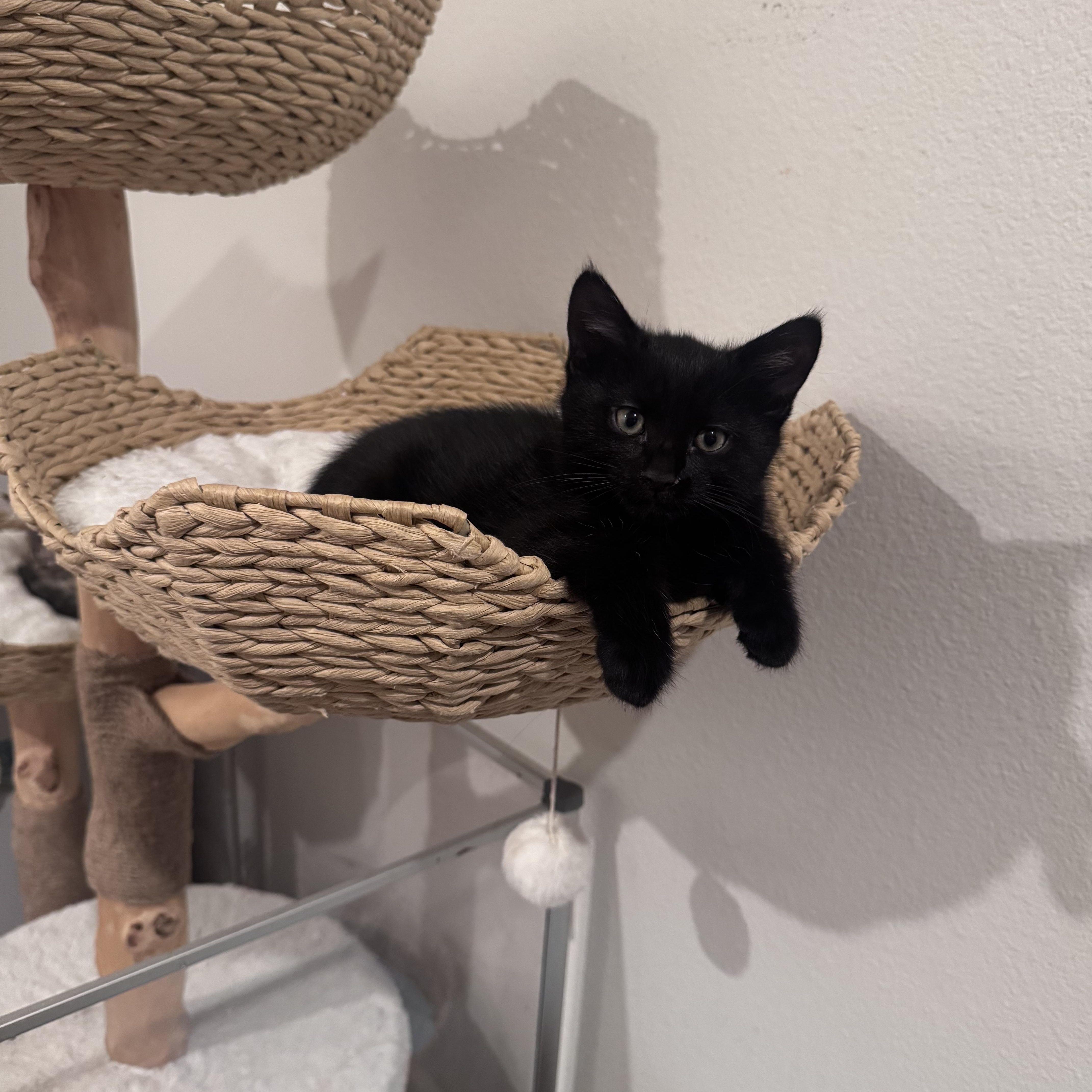 Enlarge Charles, a ADOPTABLE Bombay in San Diego, CA image 3/3
