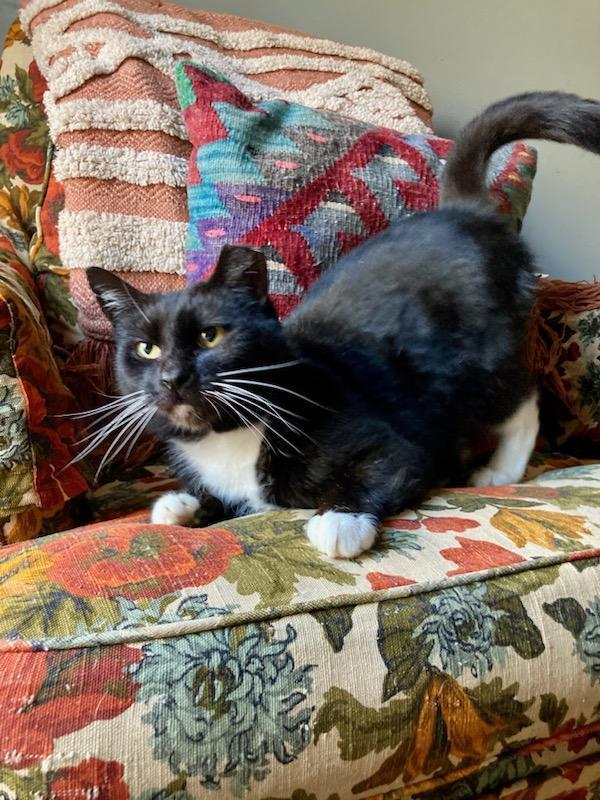Dottie- Located in Spruce Pine, NC photo 3