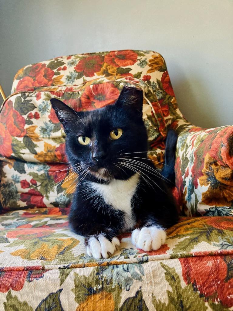 Dottie- Located in Spruce Pine, NC photo 2