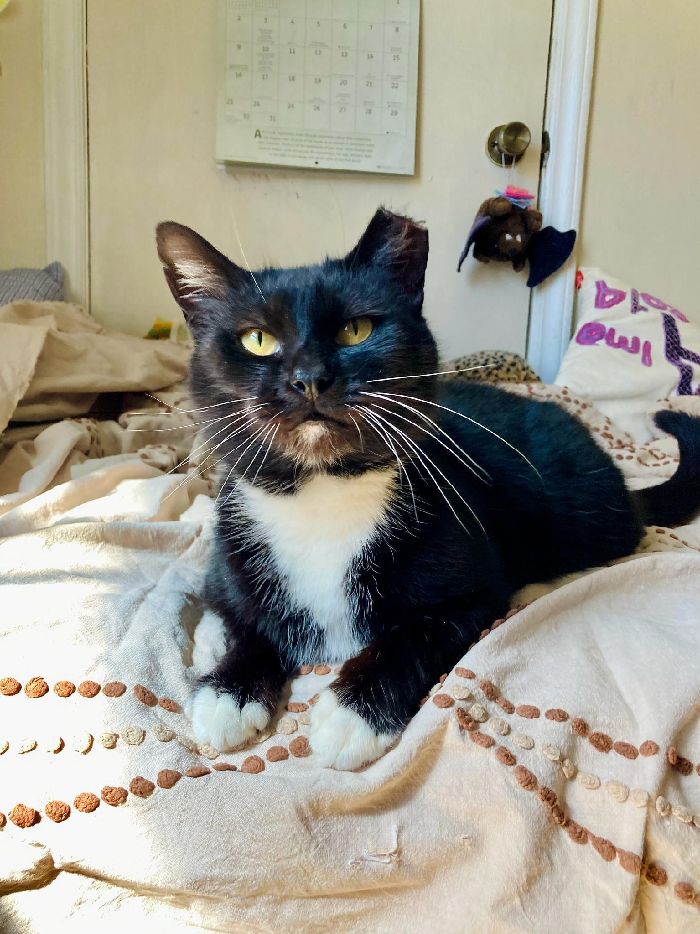 Dottie- Located in Spruce Pine, NC, Adult Female Tuxedo