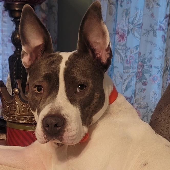 Enlarge Luna, a Adoptable Pit Bull Terrier in Marseilles, IL image 3/4