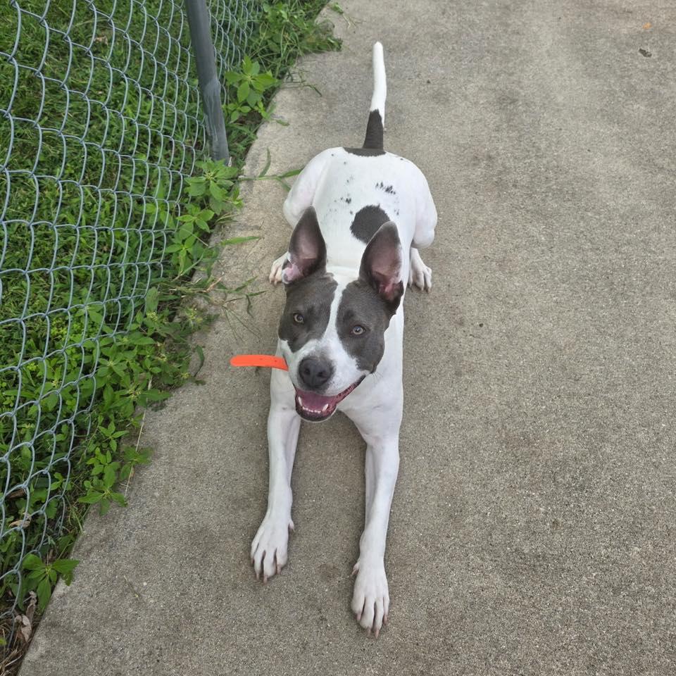 Enlarge Luna, a Adoptable Pit Bull Terrier in Marseilles, IL image 4/4