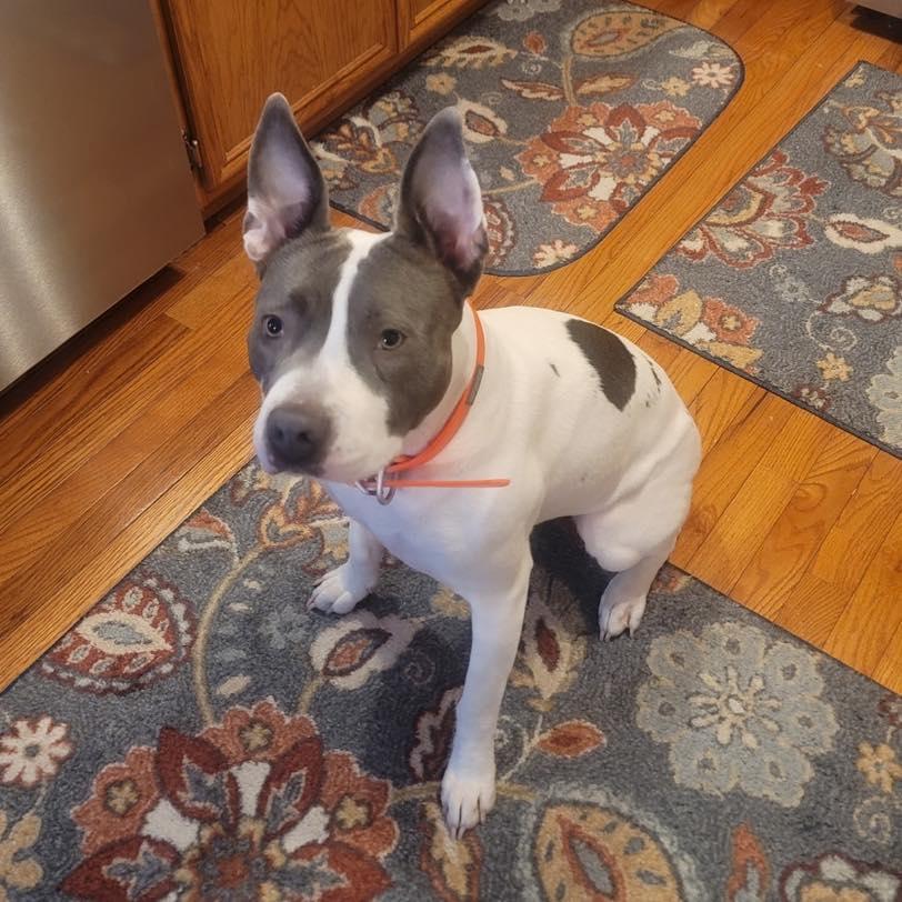 Enlarge Luna, a Adoptable Pit Bull Terrier in Marseilles, IL image 2/4