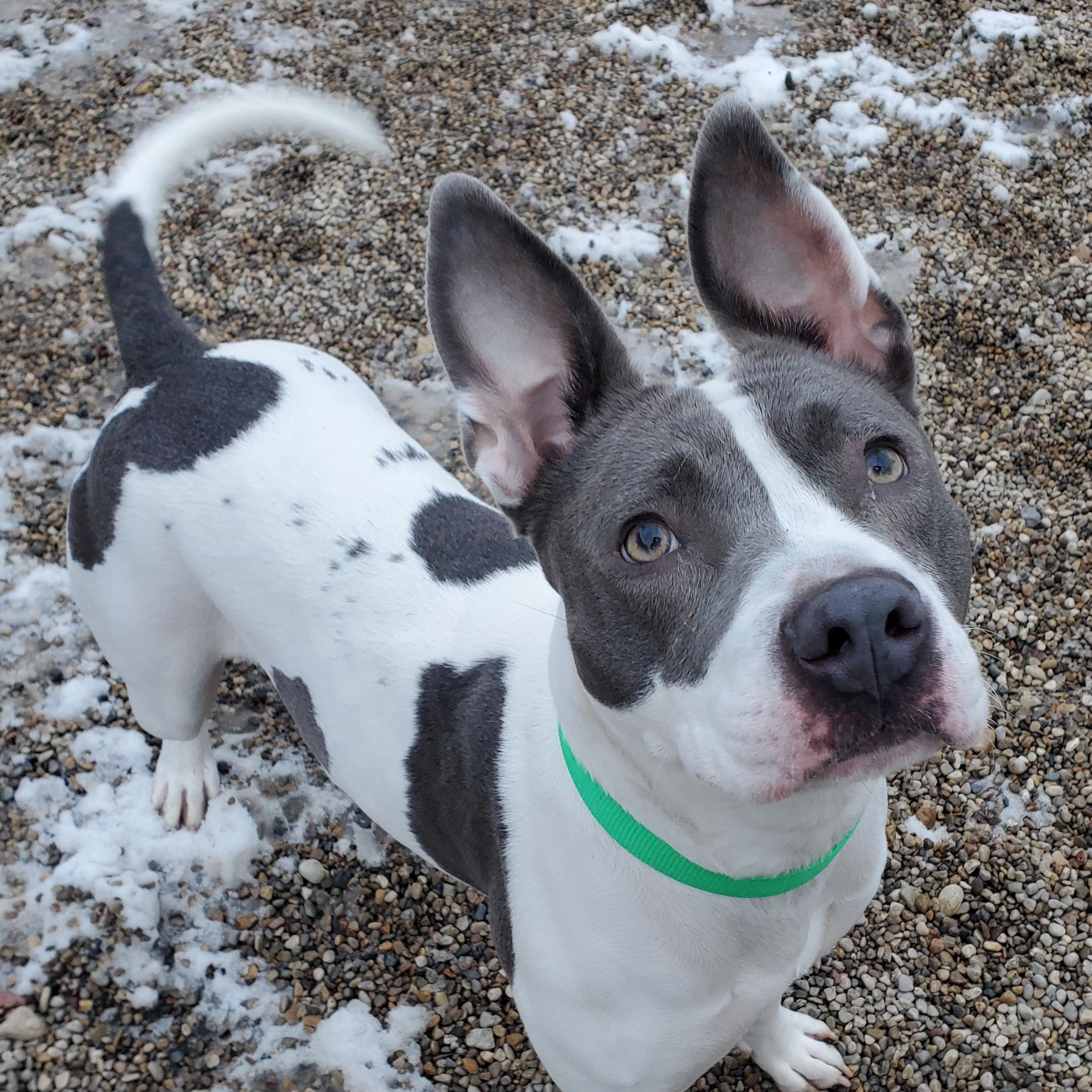 Enlarge Luna, a Adoptable Pit Bull Terrier in Marseilles, IL image 1/4