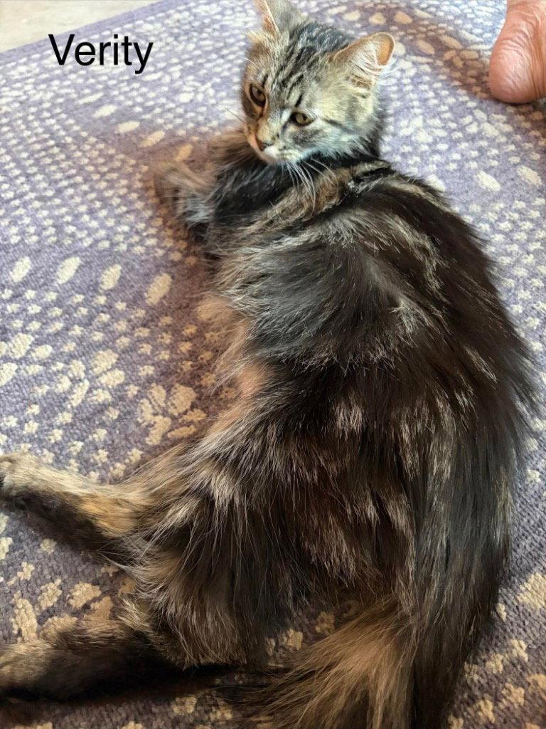Verity, Adoptable, Adult Female Domestic Long Hair & Tabby.