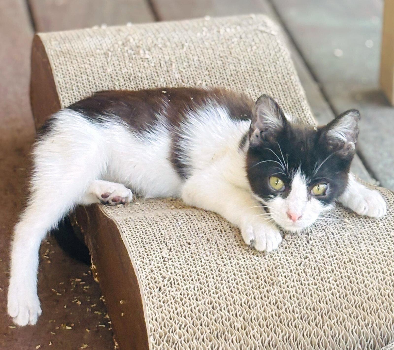 Marshall (bonded with Lorenzo), Adoptable, Kitten Male Domestic Short Hair.